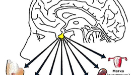 Фото: Функции гипофиза