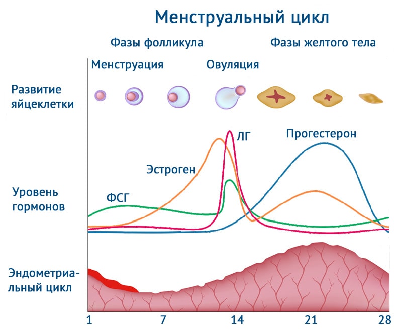 Фото: Что такое ЛГ, высокий ЛГ лютеиновой фазы