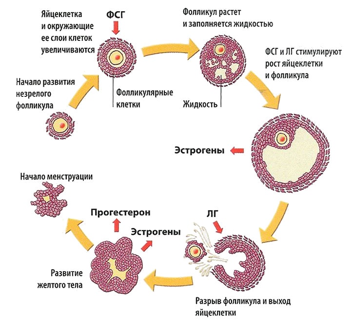 Фото: Гормональный уровень, основные фазы цикла