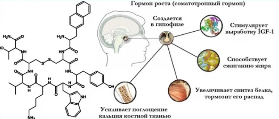 Фото: Механизм действия соматотропина