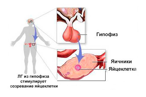 Фото: Функция гормона ЛГ